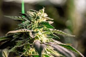 All About Lowryder Autoflower A Comprehensive Guide