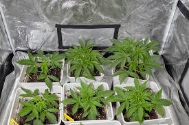 All About Lowryder Autoflower A Comprehensive Guide